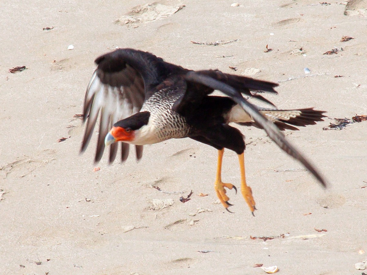 Caracara Carancho (norteño) - ML638955016
