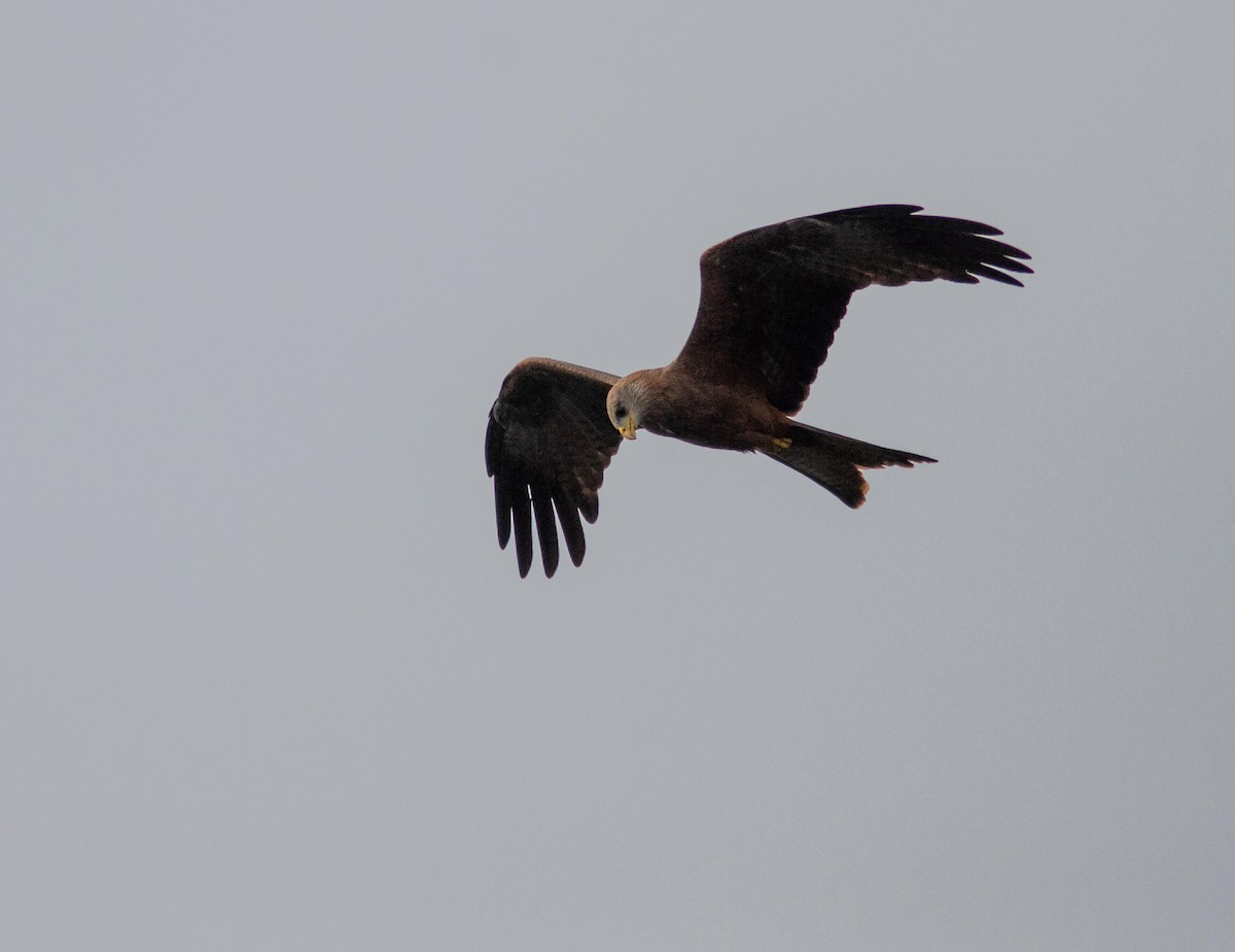 Black Kite (Yellow-billed) - ML638955058