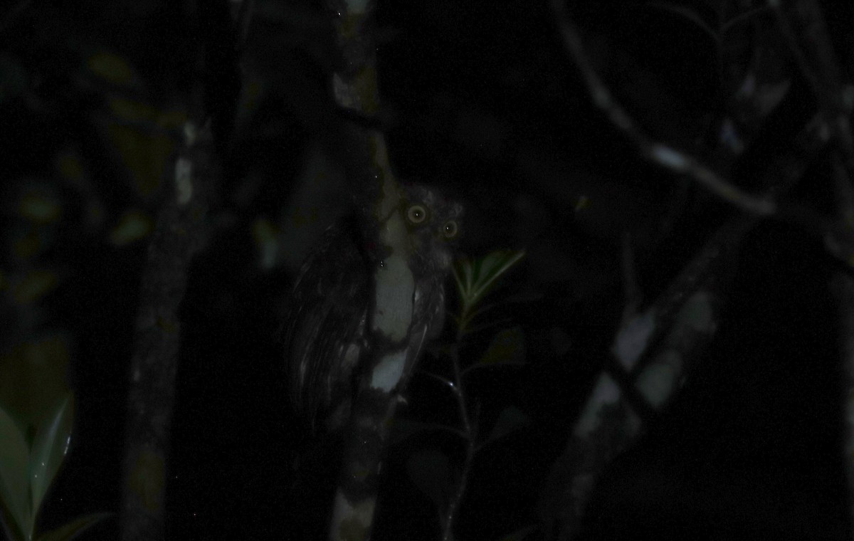 Luzon Scops-Owl - ML638955062