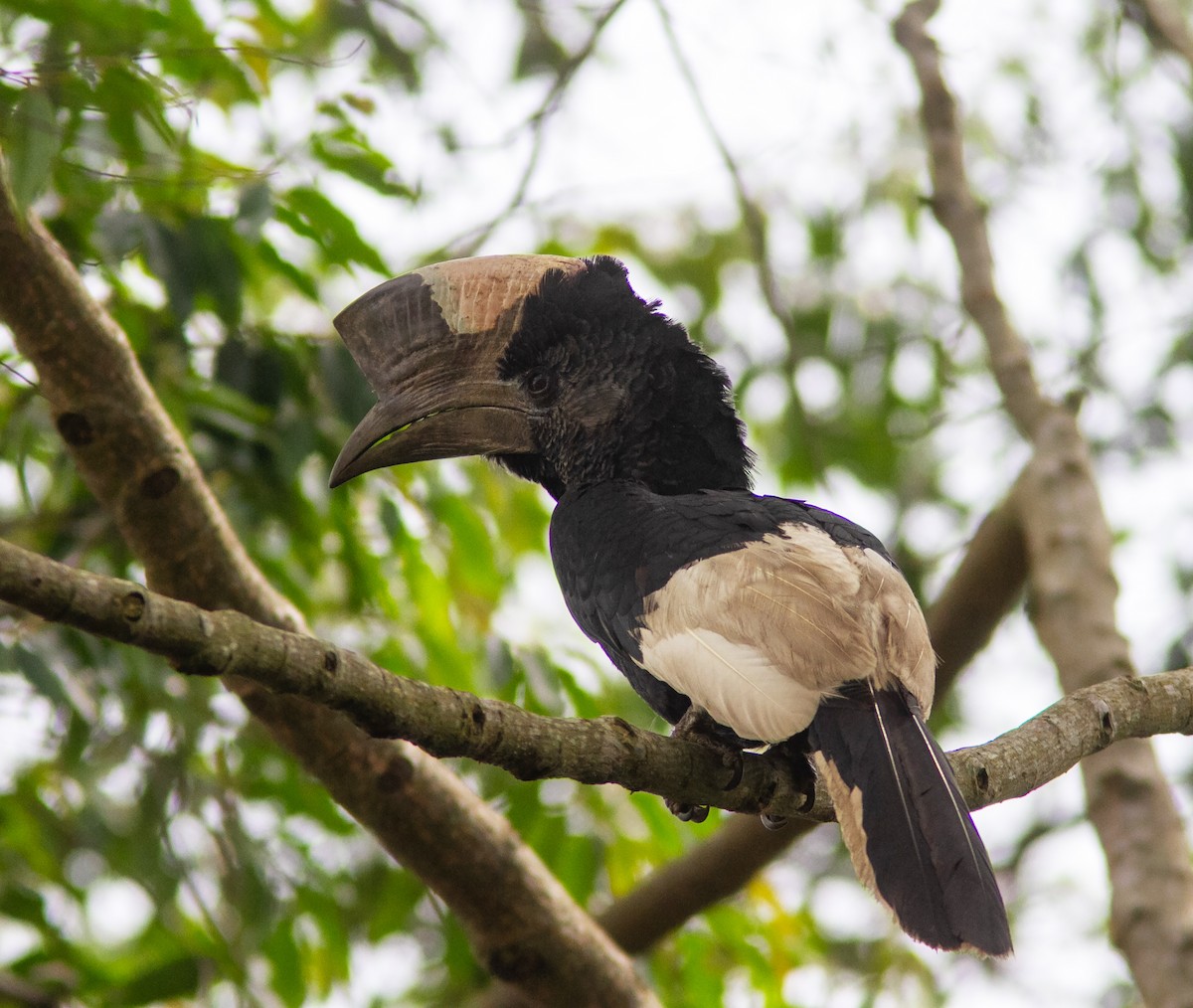 Black-and-white-casqued Hornbill - ML638955063