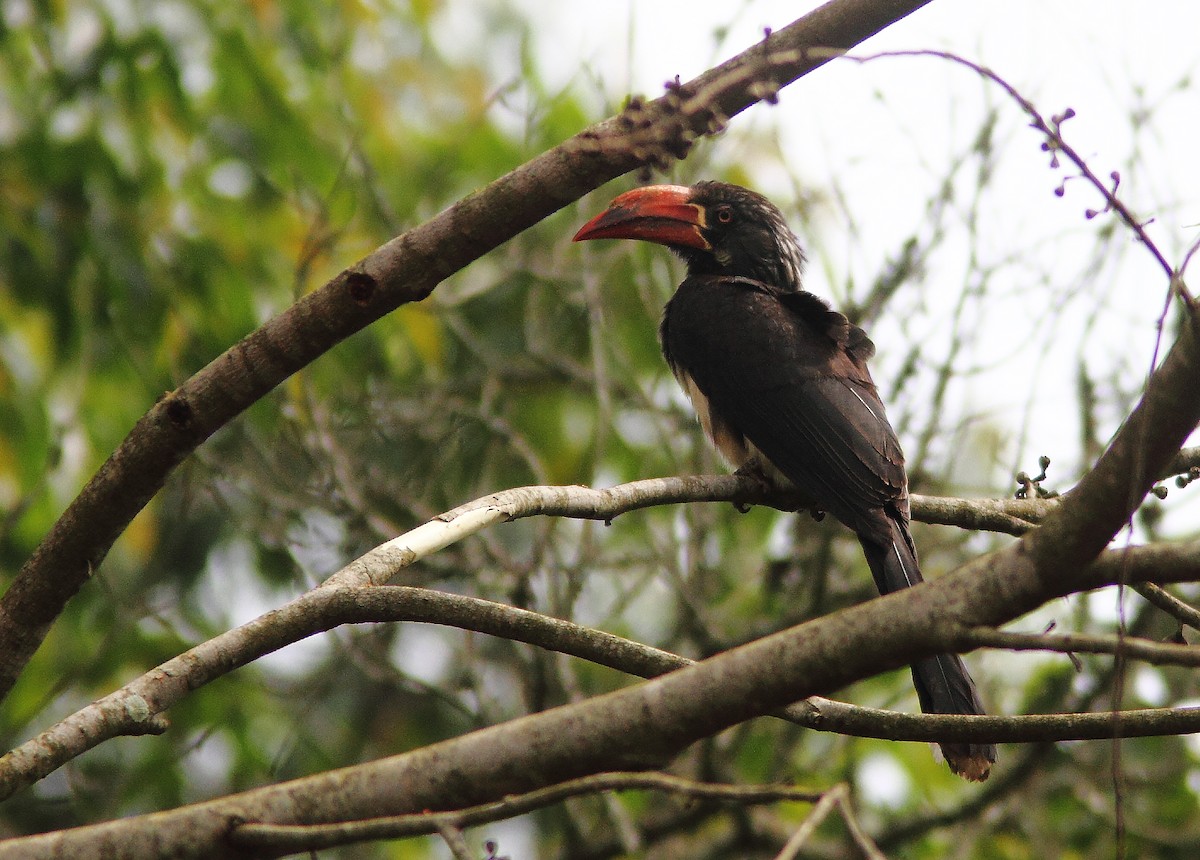 Crowned Hornbill - ML638955066
