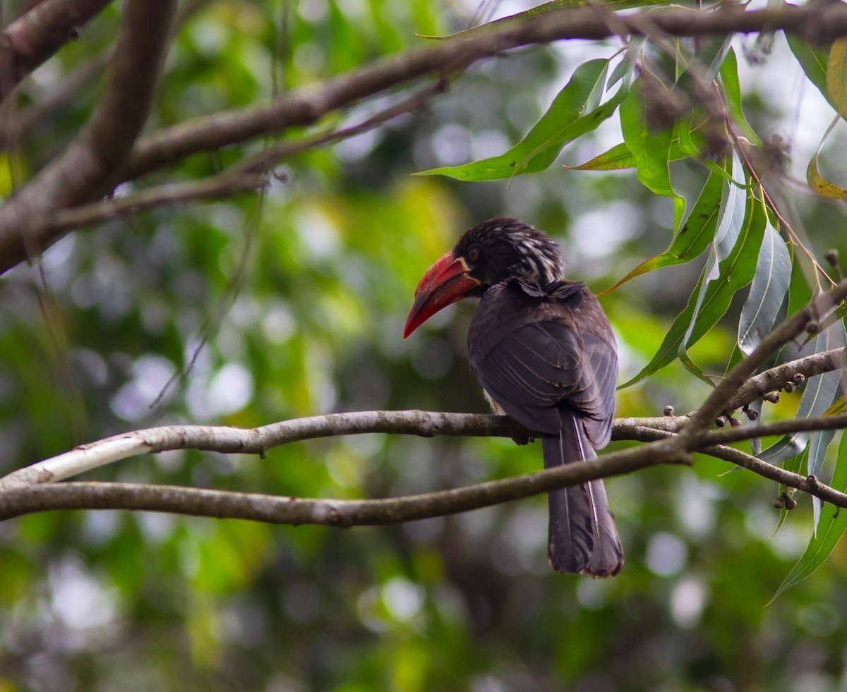 Crowned Hornbill - ML638955068