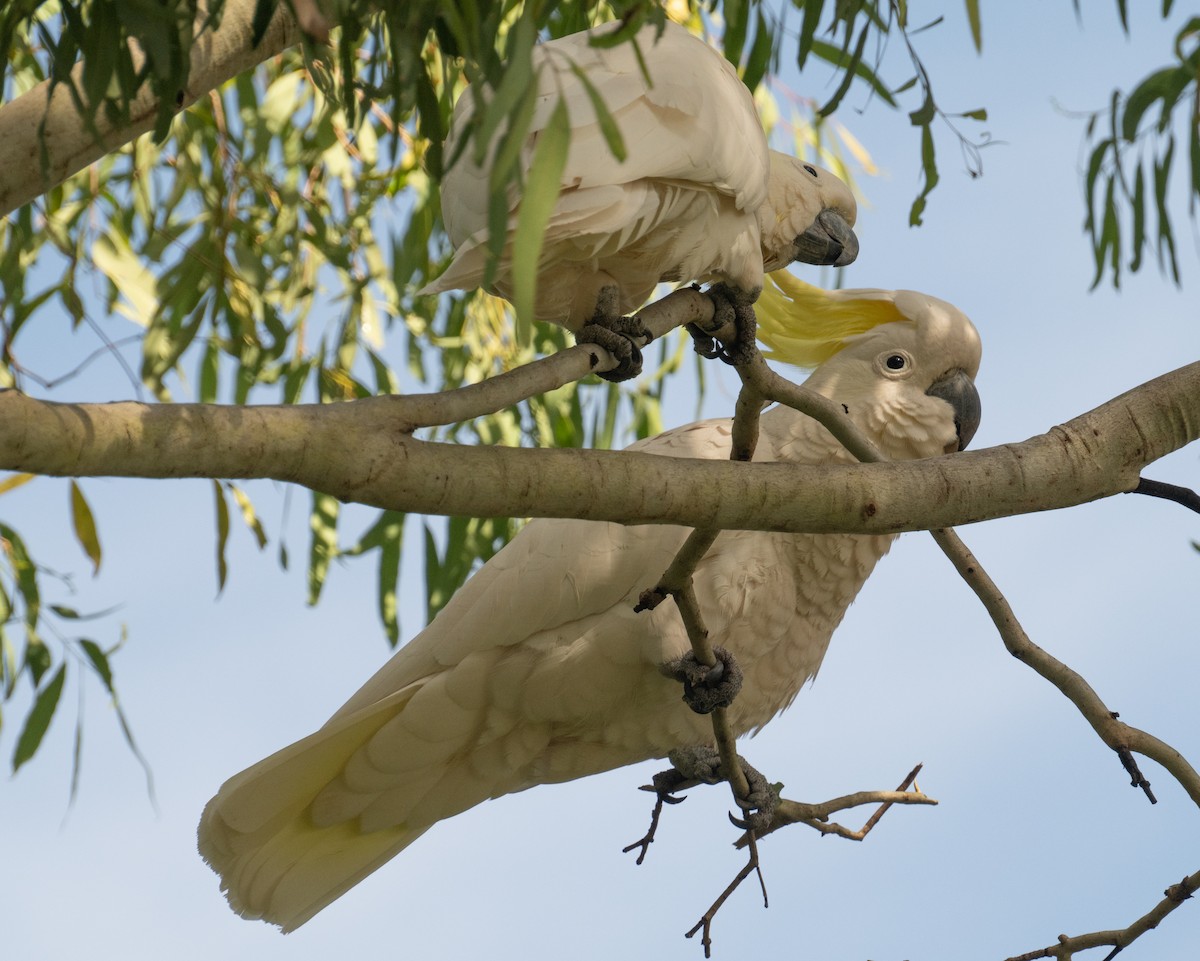 Sulphur-crested Cockatoo - ML638955072