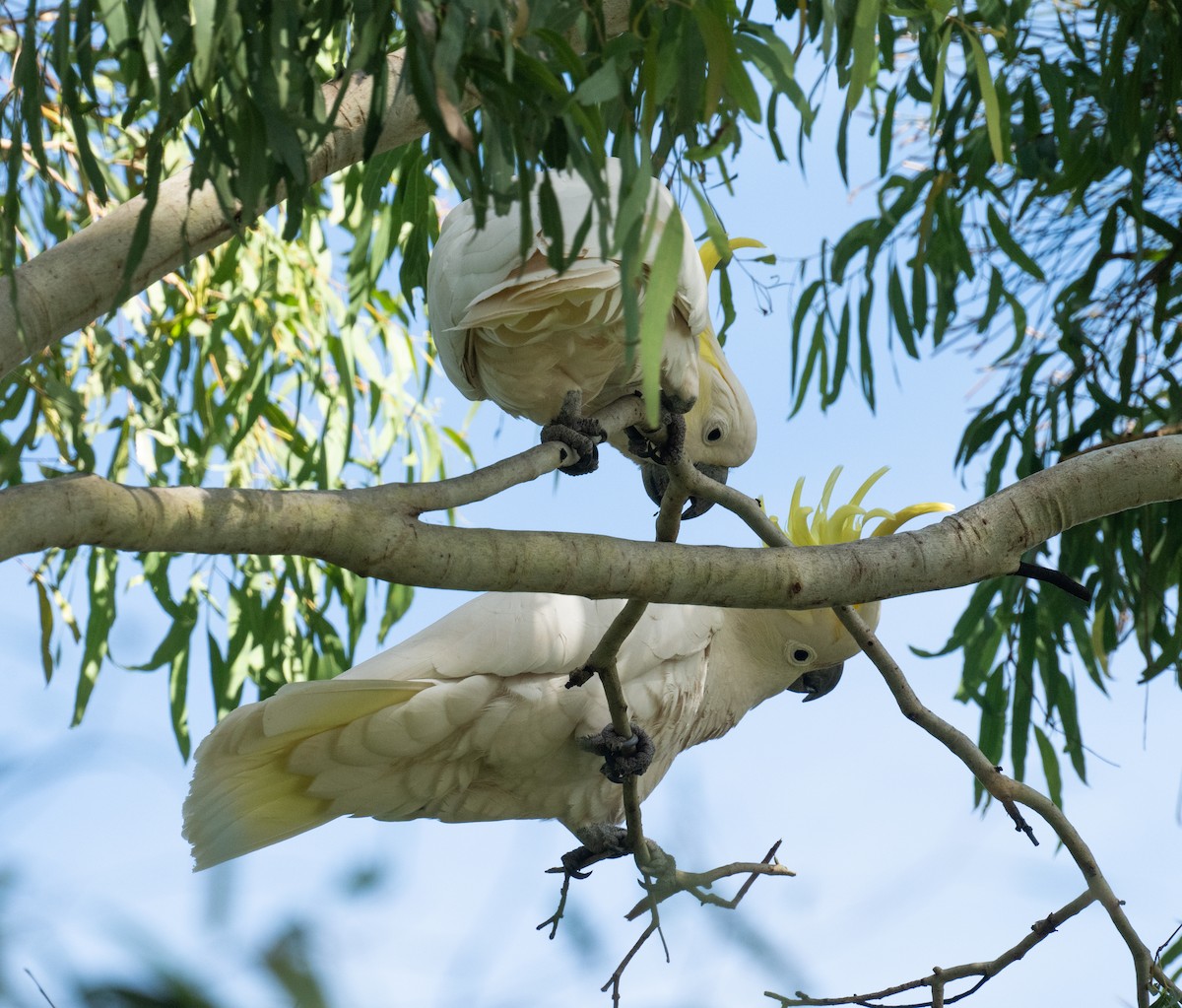 Sulphur-crested Cockatoo - ML638955073