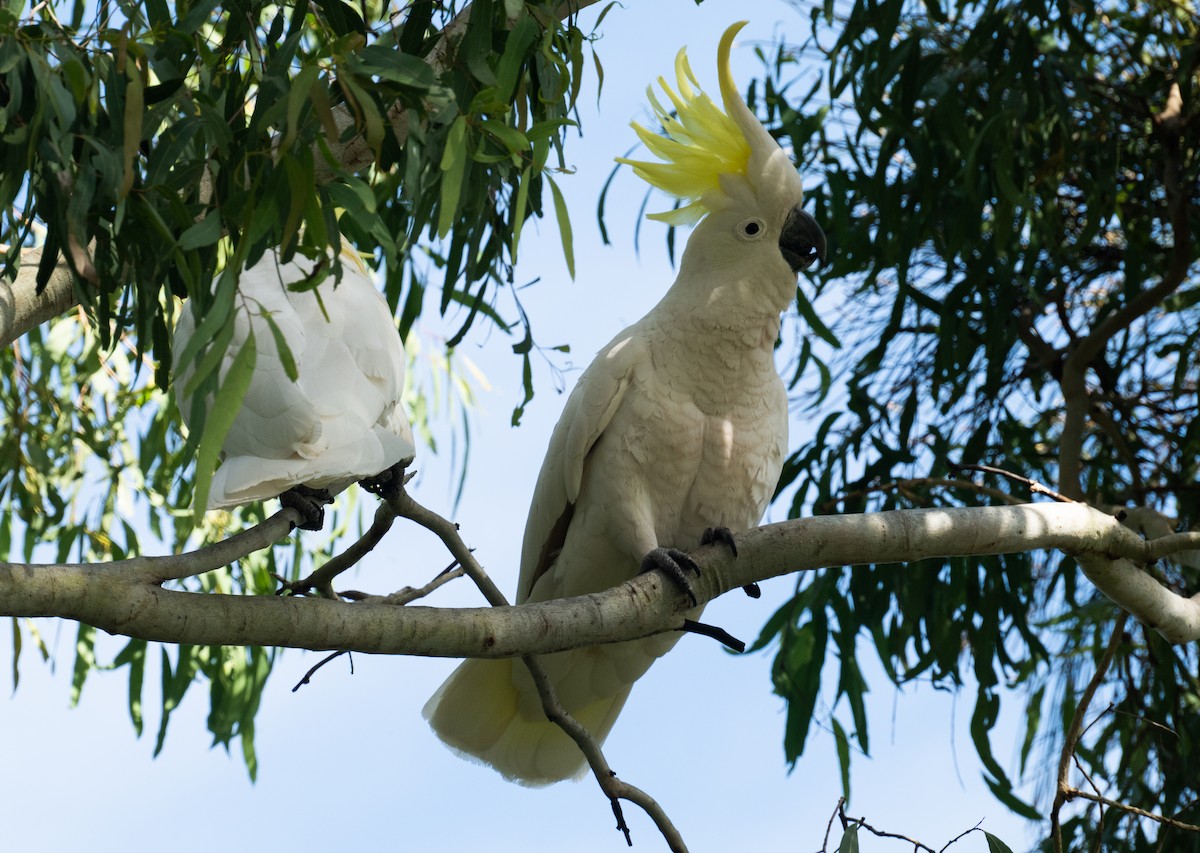 Sulphur-crested Cockatoo - ML638955074