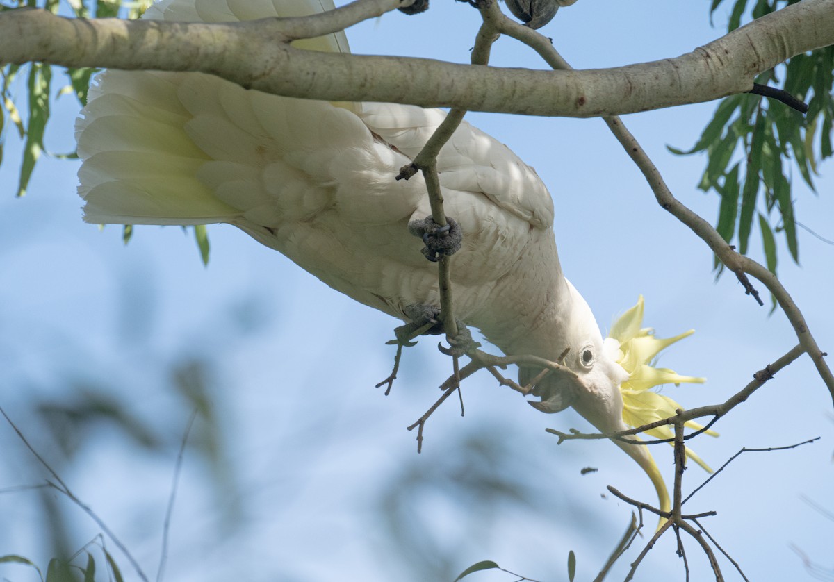 Sulphur-crested Cockatoo - ML638955075