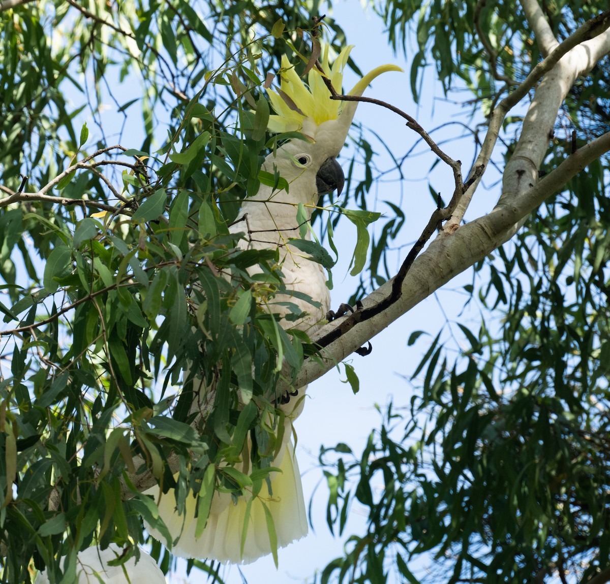 Sulphur-crested Cockatoo - ML638955076