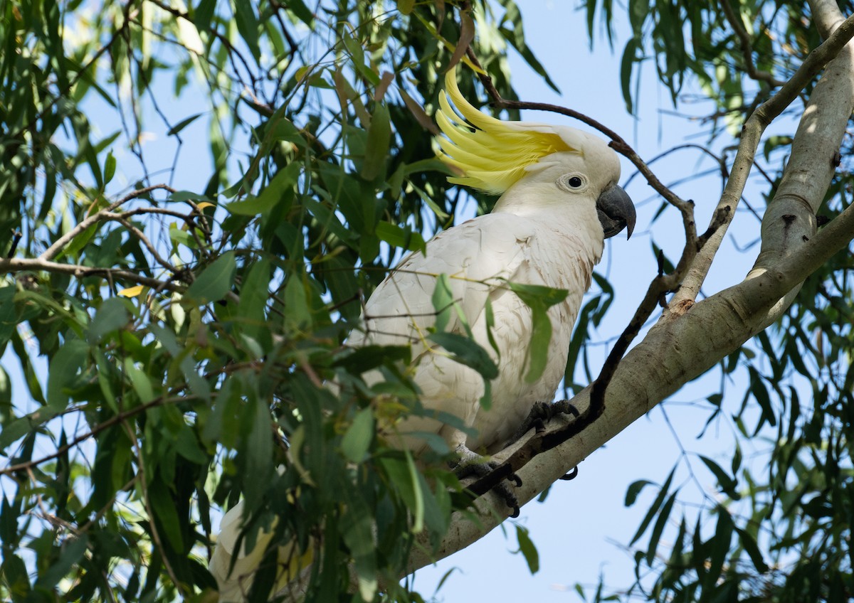 Sulphur-crested Cockatoo - ML638955077