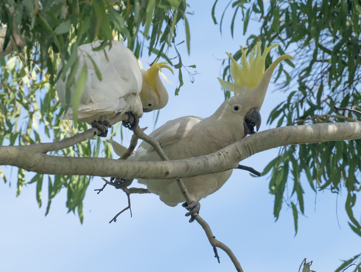 Sulphur-crested Cockatoo - ML638955078