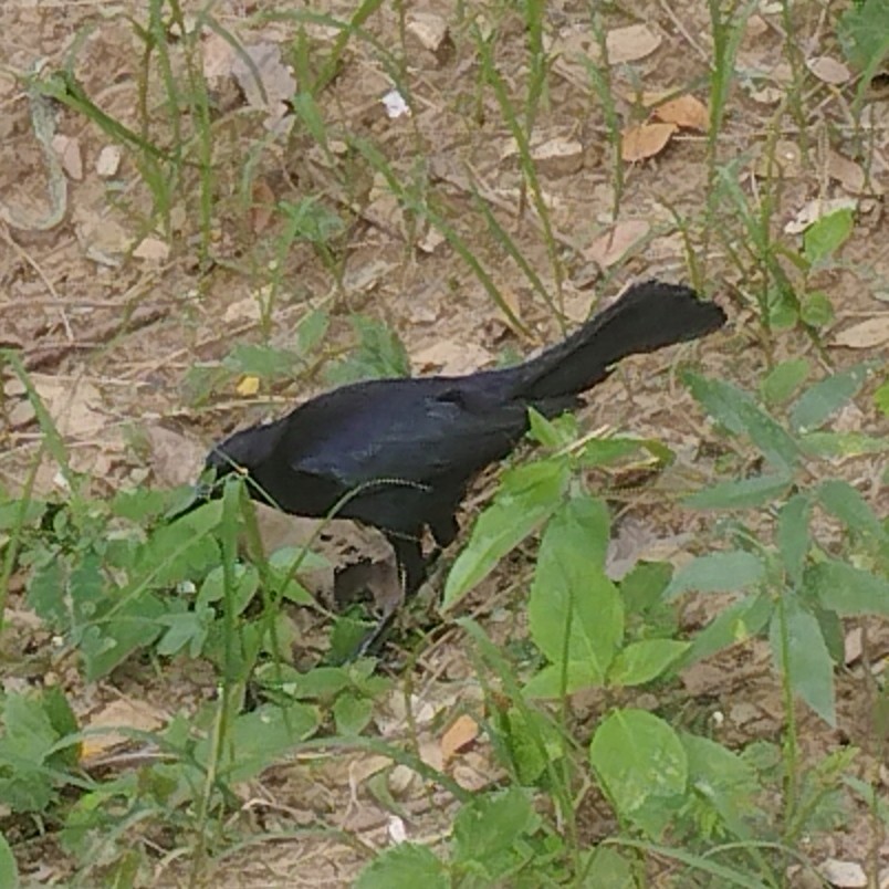 Carib Grackle - ML638955088