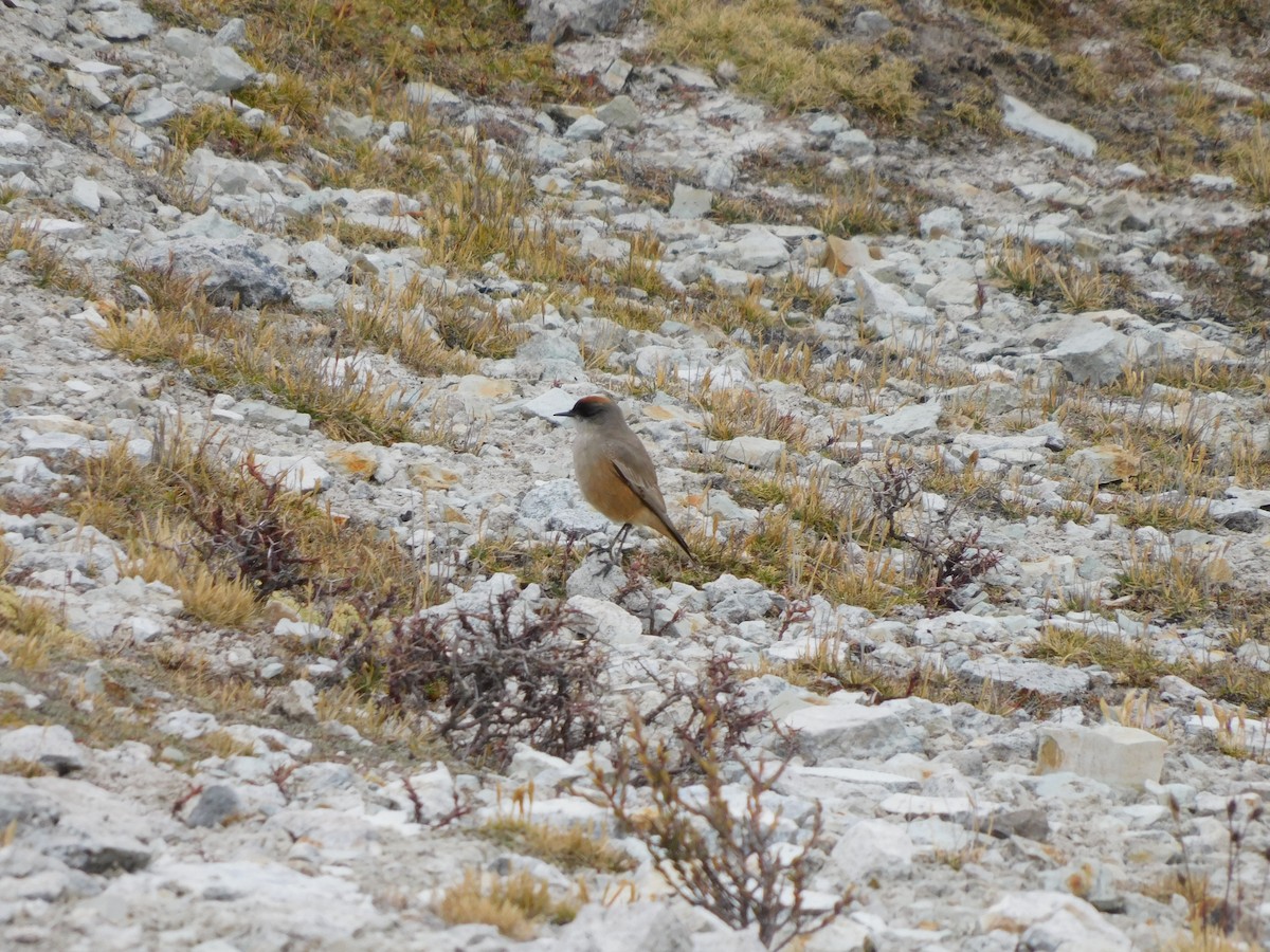 Cinnamon-bellied Ground-Tyrant - ML638955089