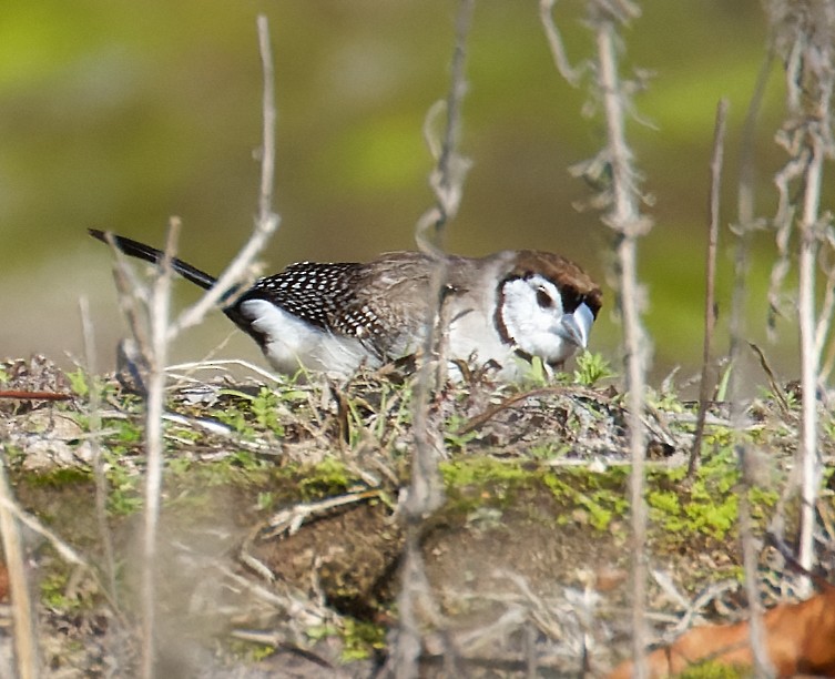 Double-barred Finch - ML638955120