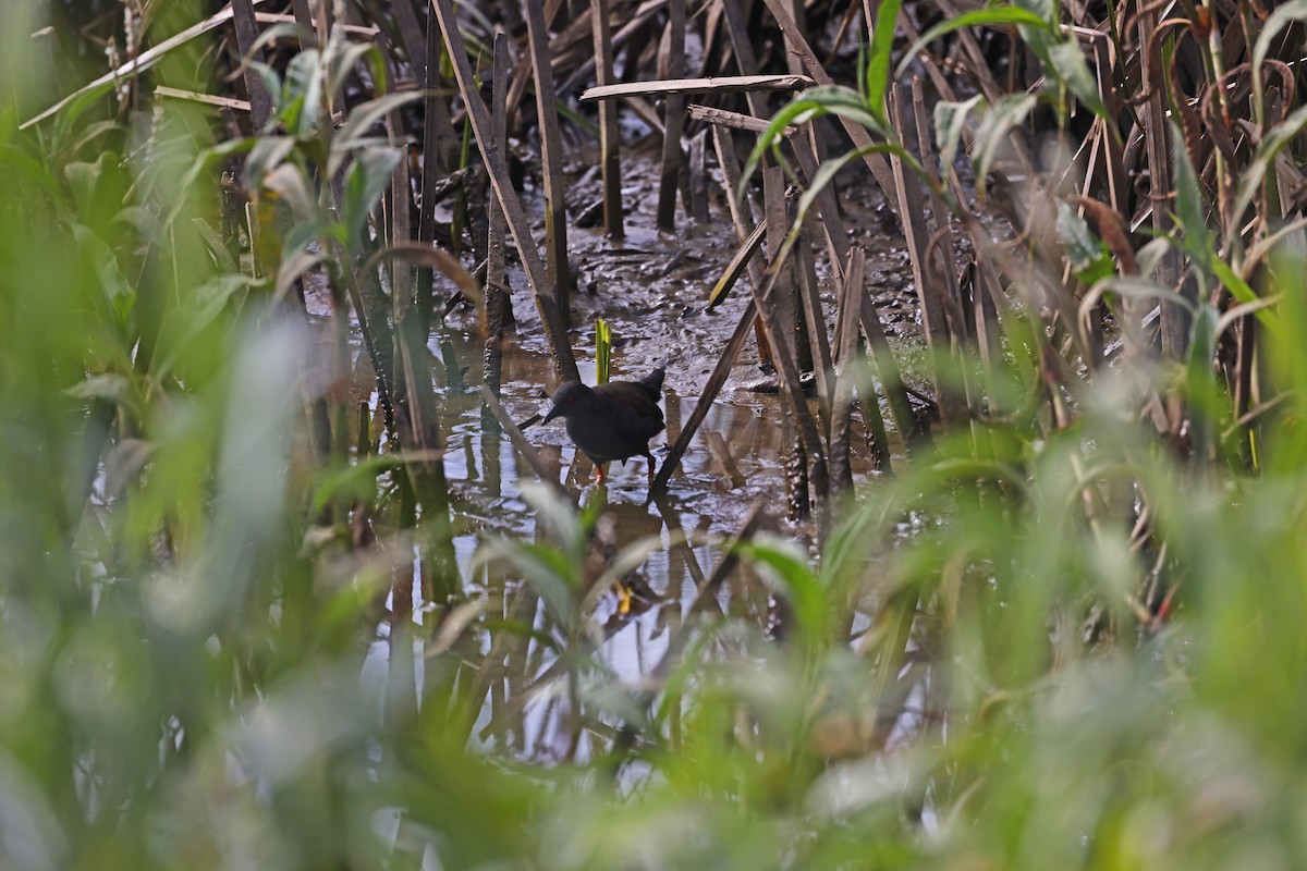 Spotless Crake - ML638955143
