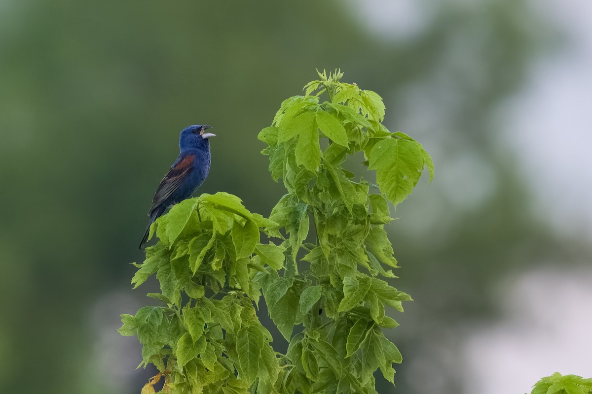 Blue Grosbeak - ML638955153