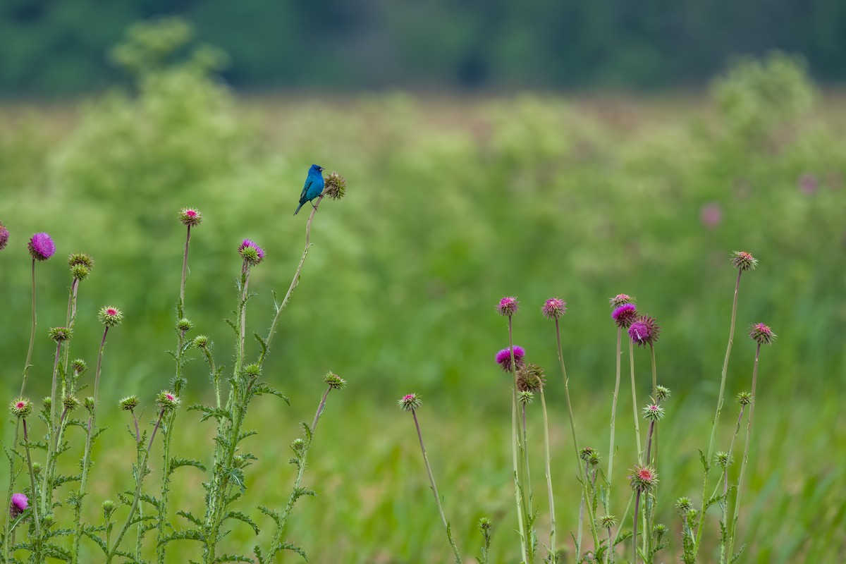 Indigo Bunting - ML638955162