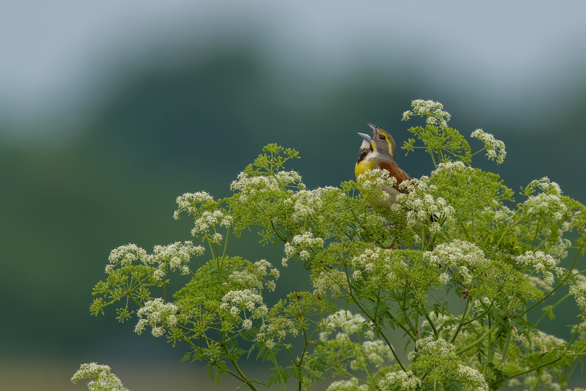 Dickcissel - ML638955165
