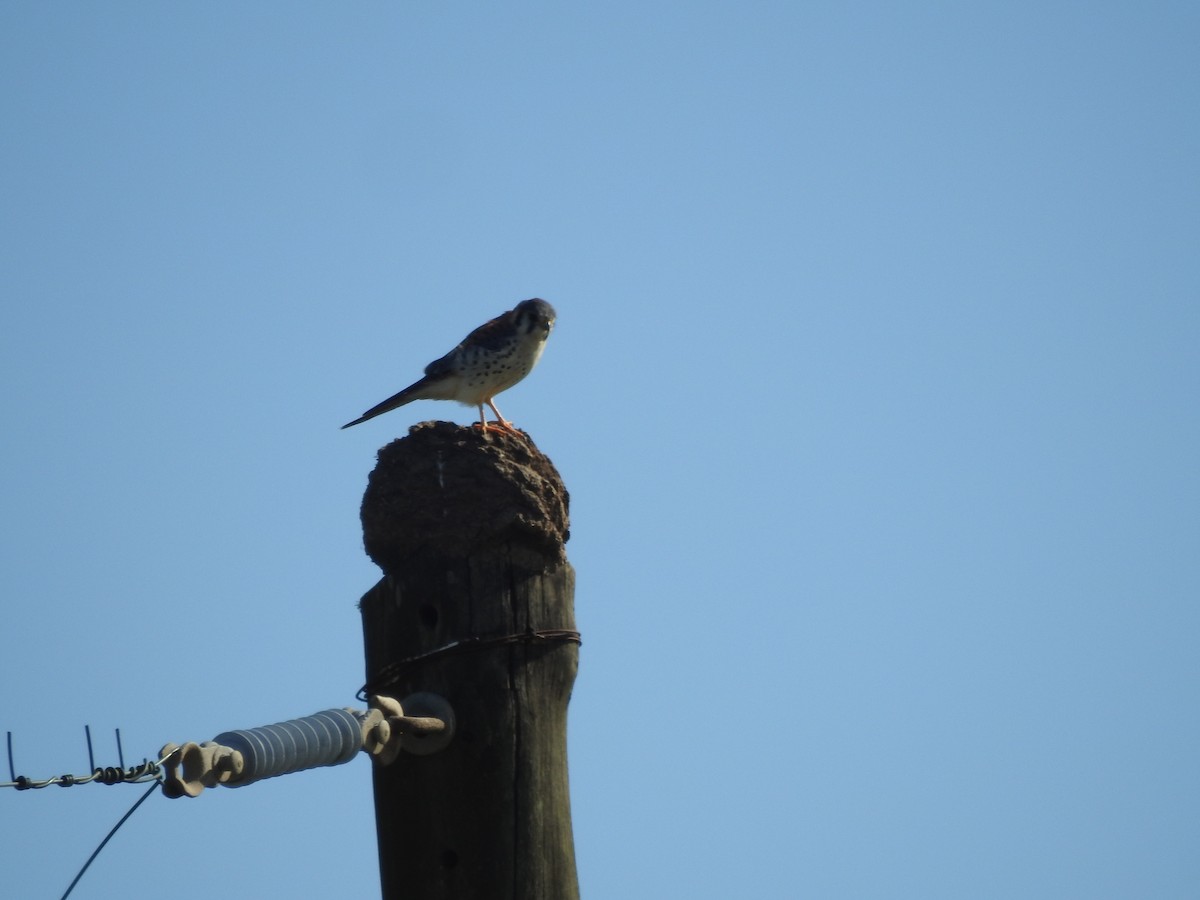 American Kestrel - ML638955192