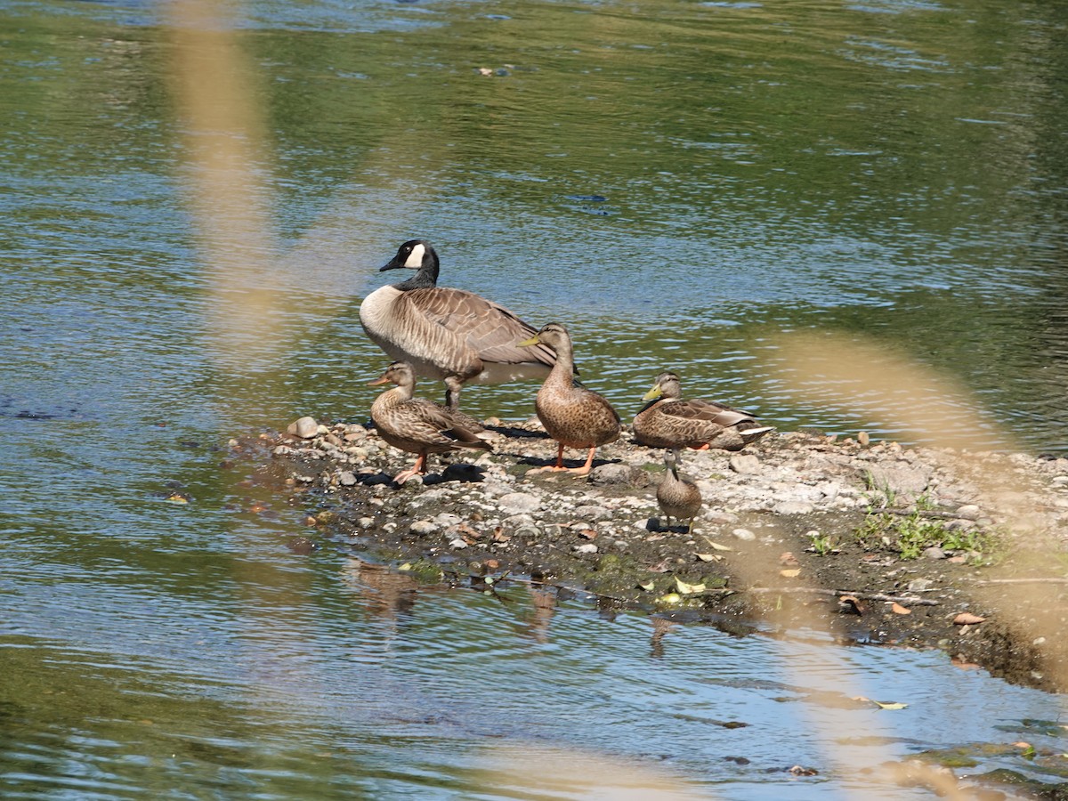 Mallard - ML638955215