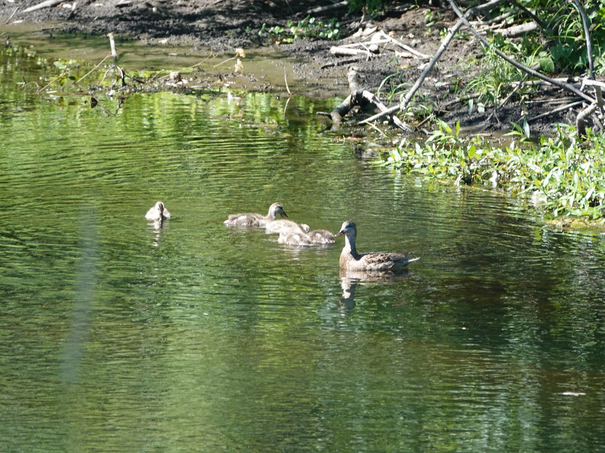 Mallard - ML638955217