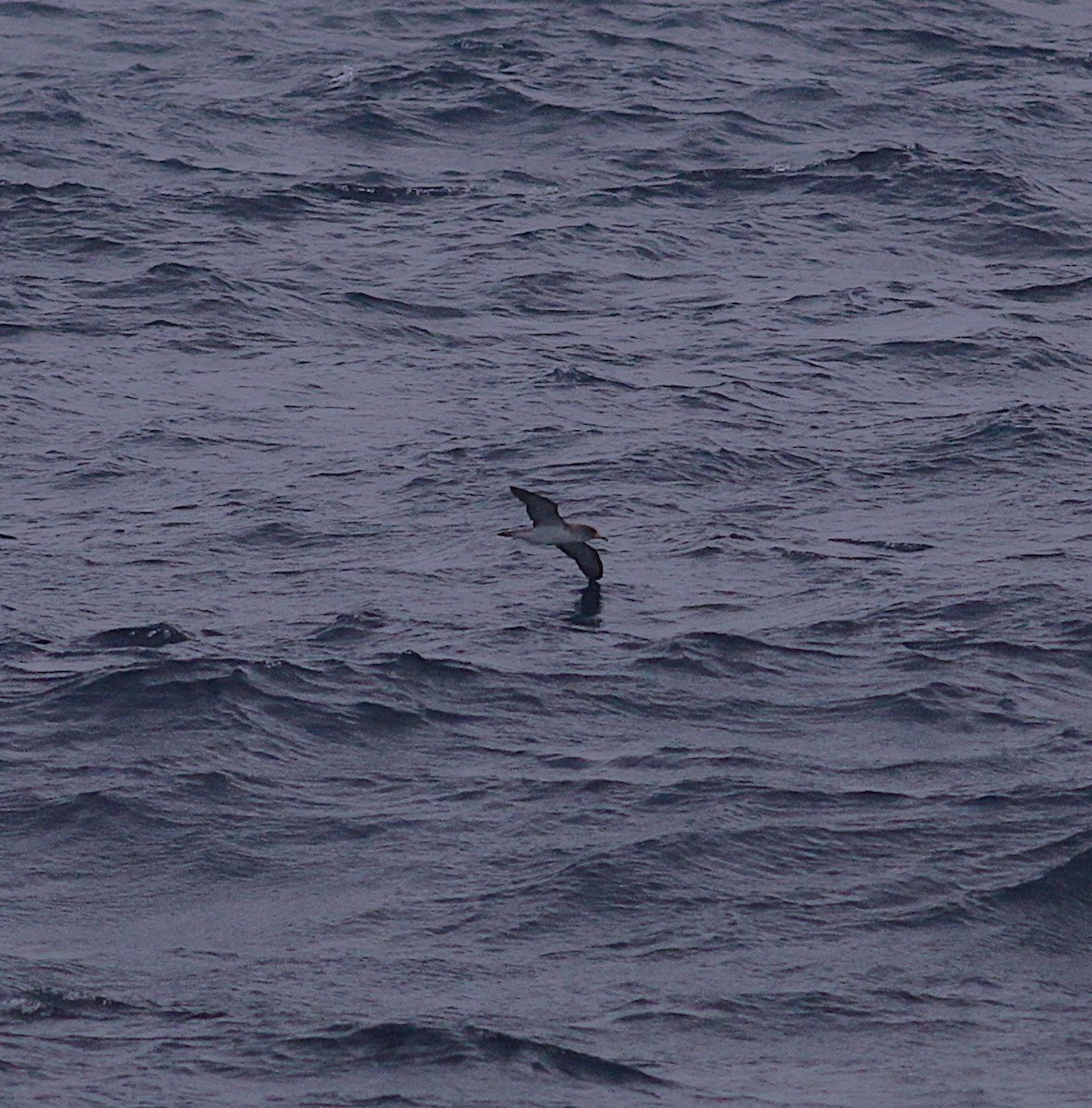 Cory's Shearwater - ML638955274