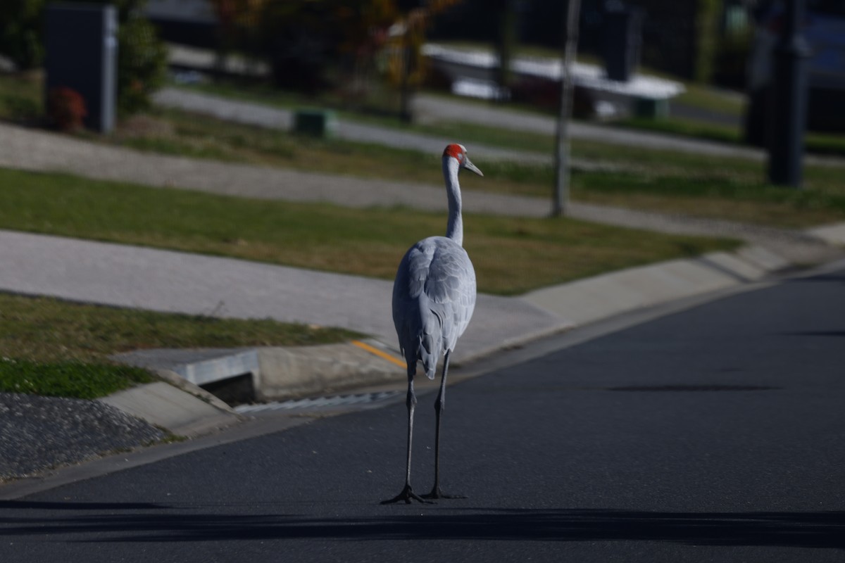 Brolga - ML638955275