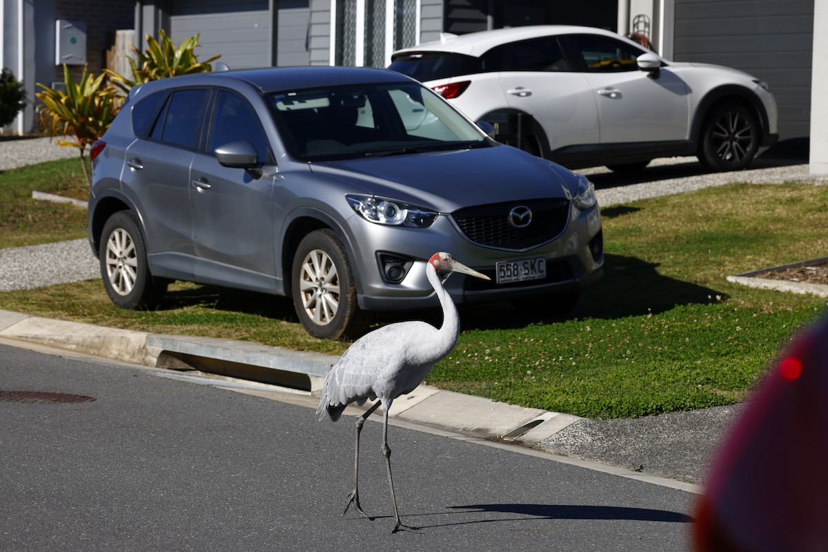 Brolga - ML638955276