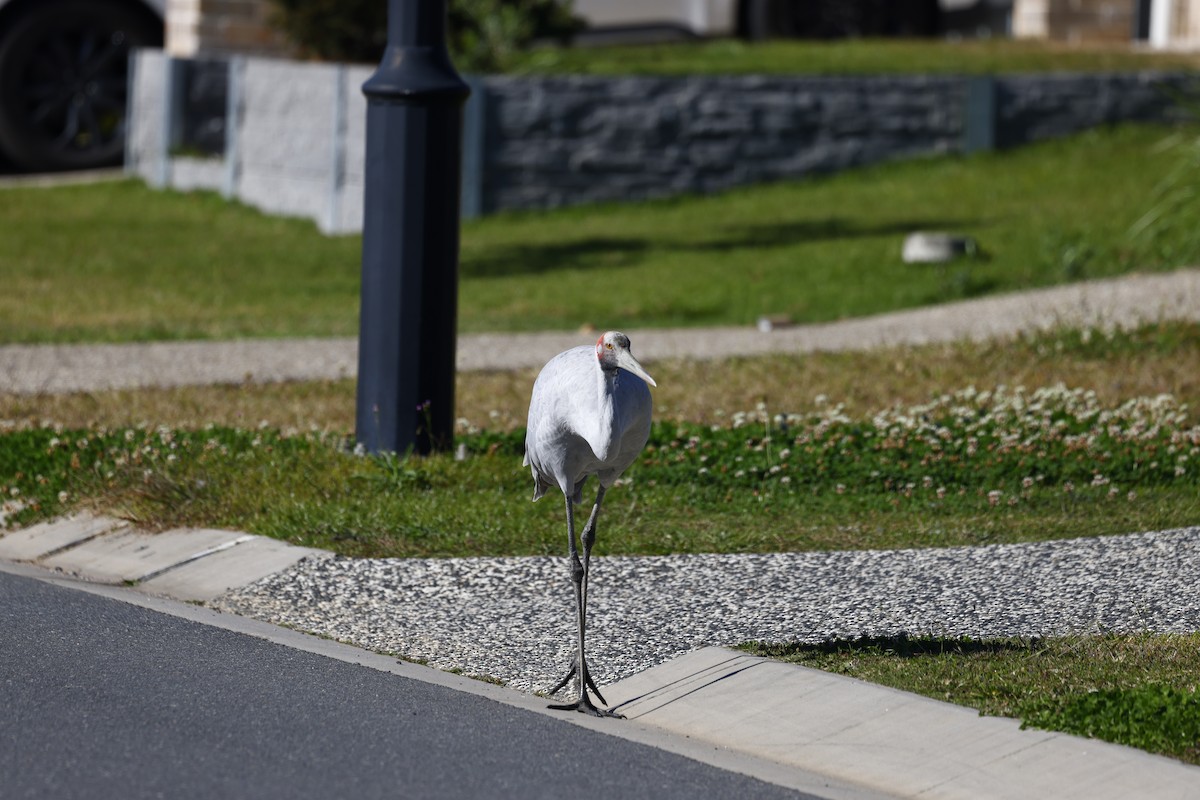 Brolga - ML638955277