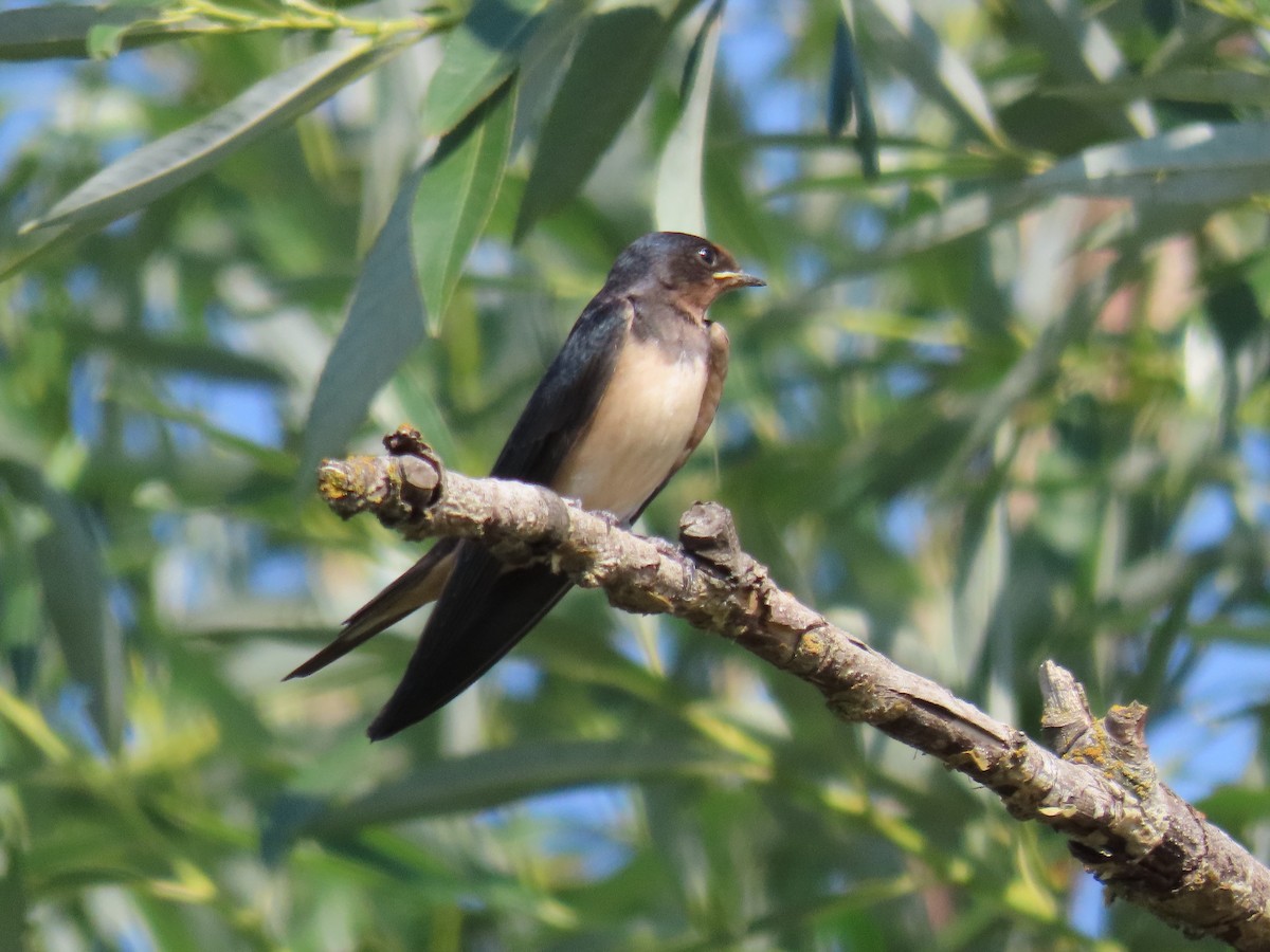 Golondrina Común - ML638955280