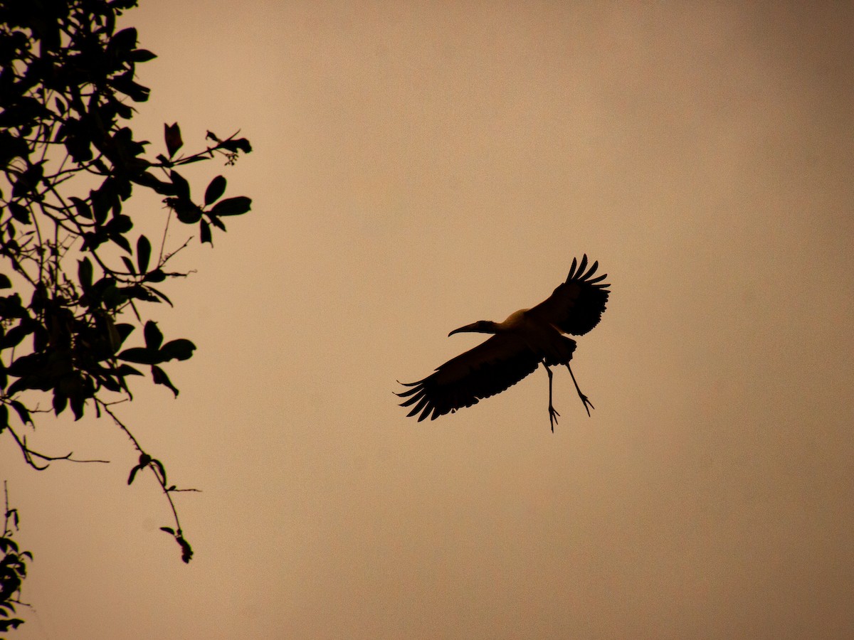 Wood Stork - ML638955282