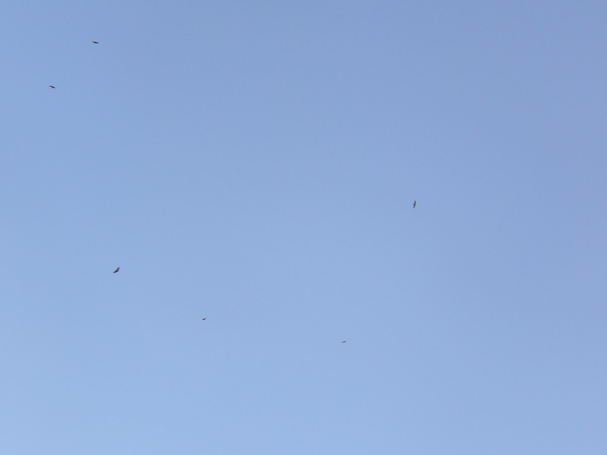 Black Vulture - ML638955307