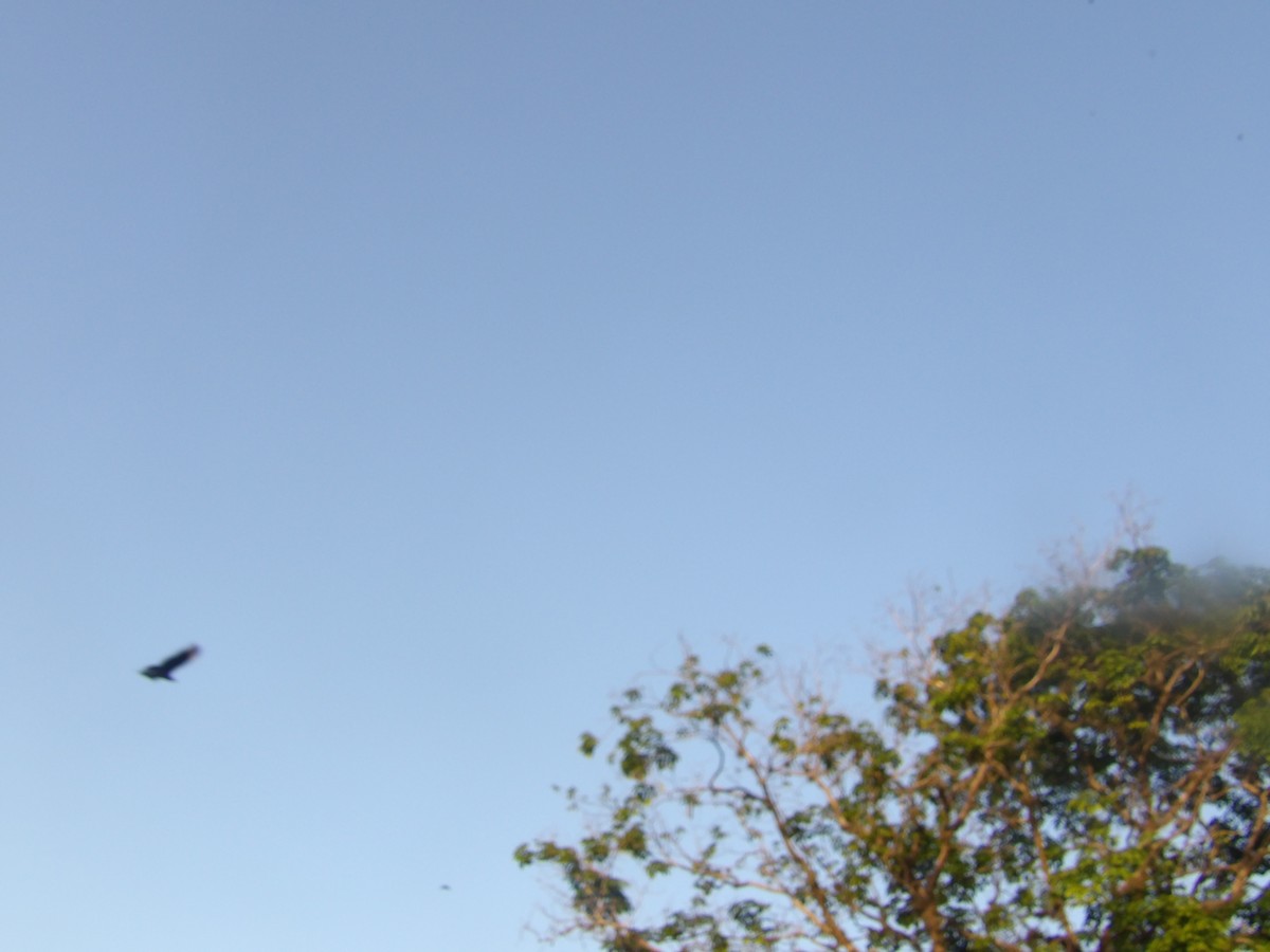 Black Vulture - ML638955335