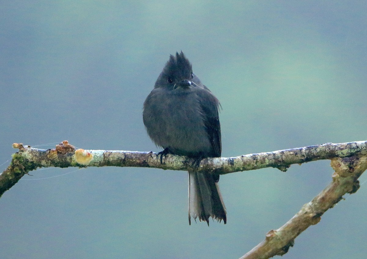 Smoke-colored Pewee - ML638955336