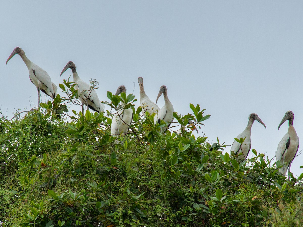 Wood Stork - ML638955337