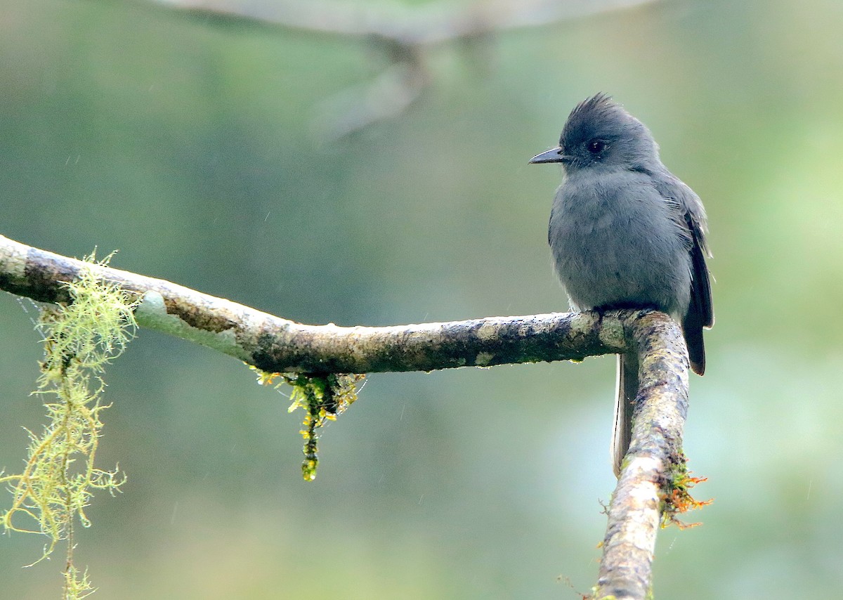Smoke-colored Pewee - ML638955345