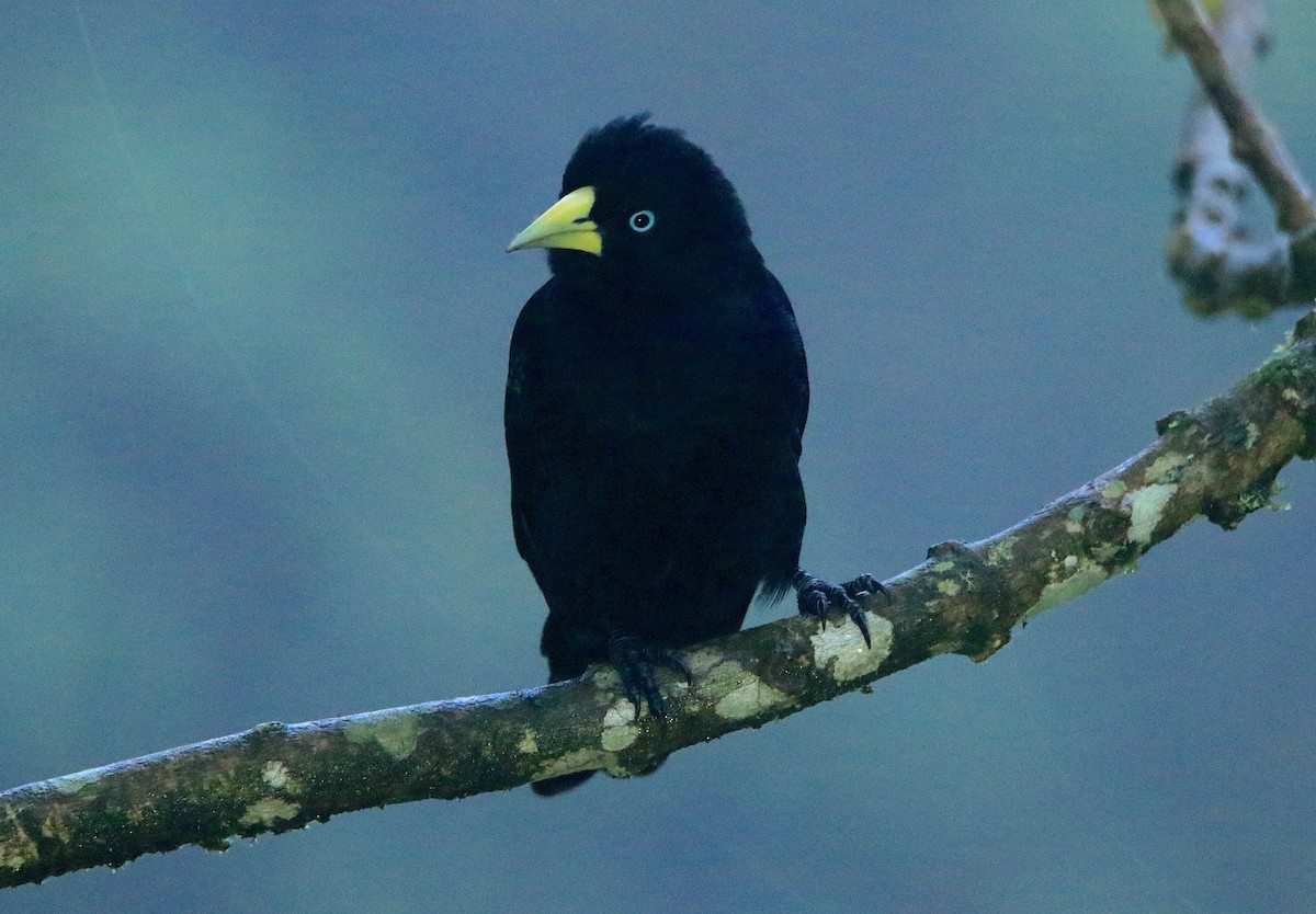 Scarlet-rumped Cacique - ML638955349
