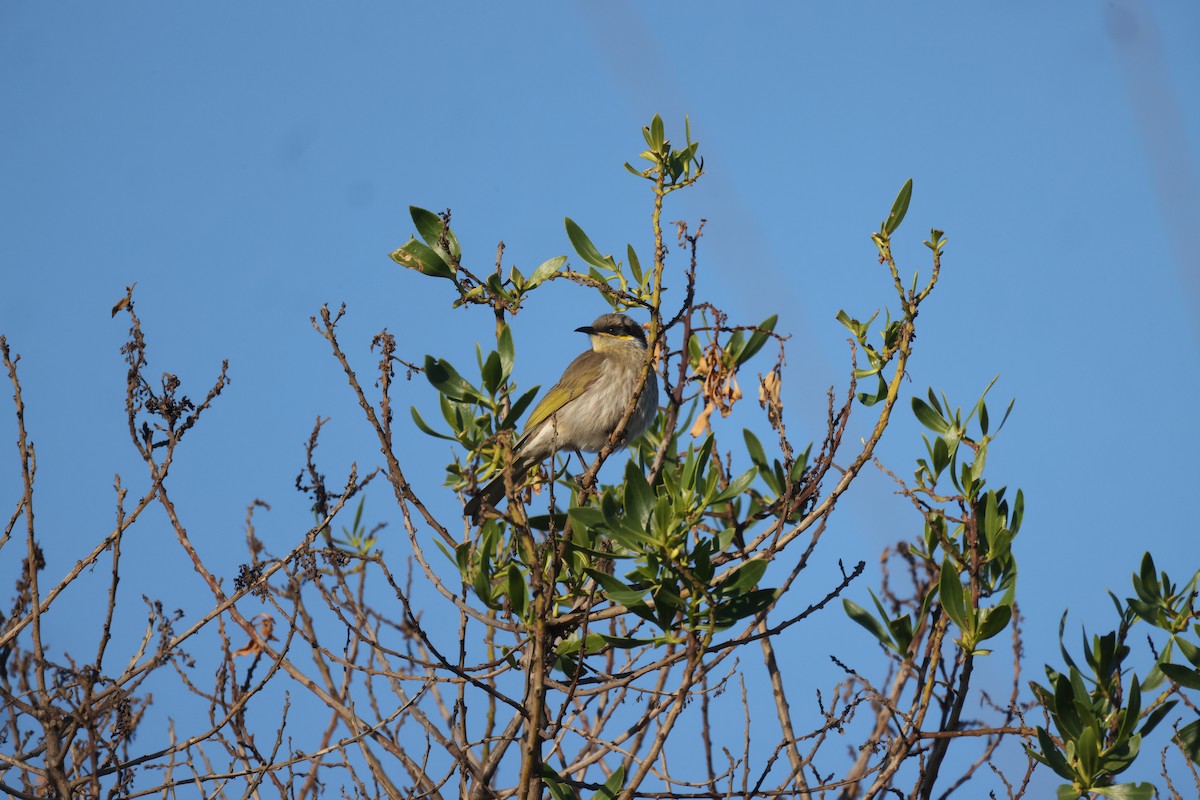 Singing Honeyeater - ML638955351