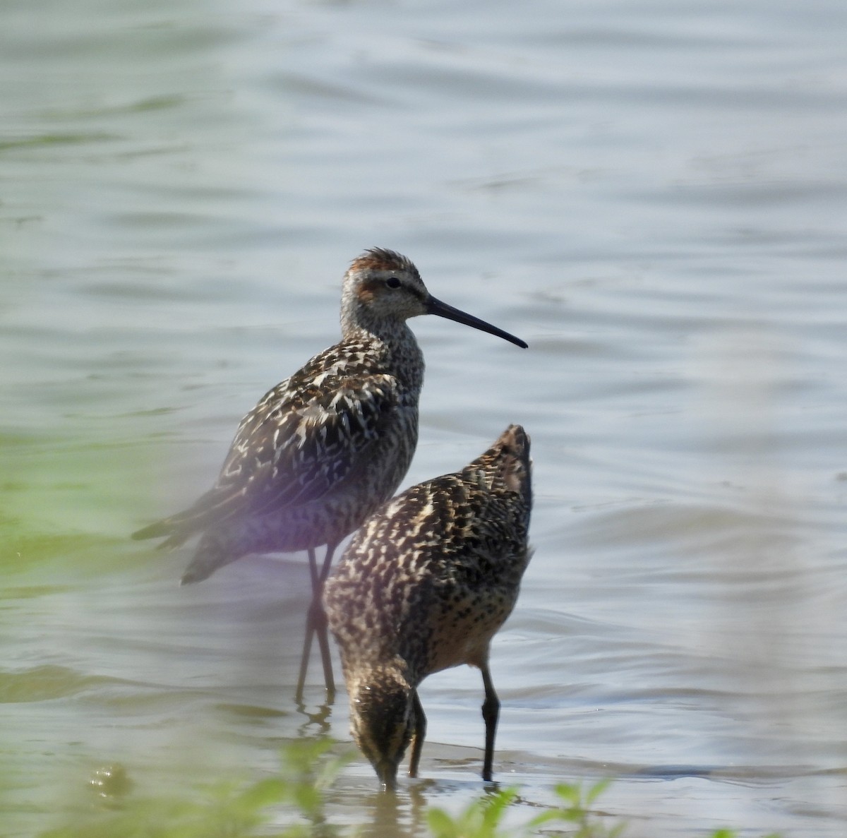 Stilt Sandpiper - ML638955353
