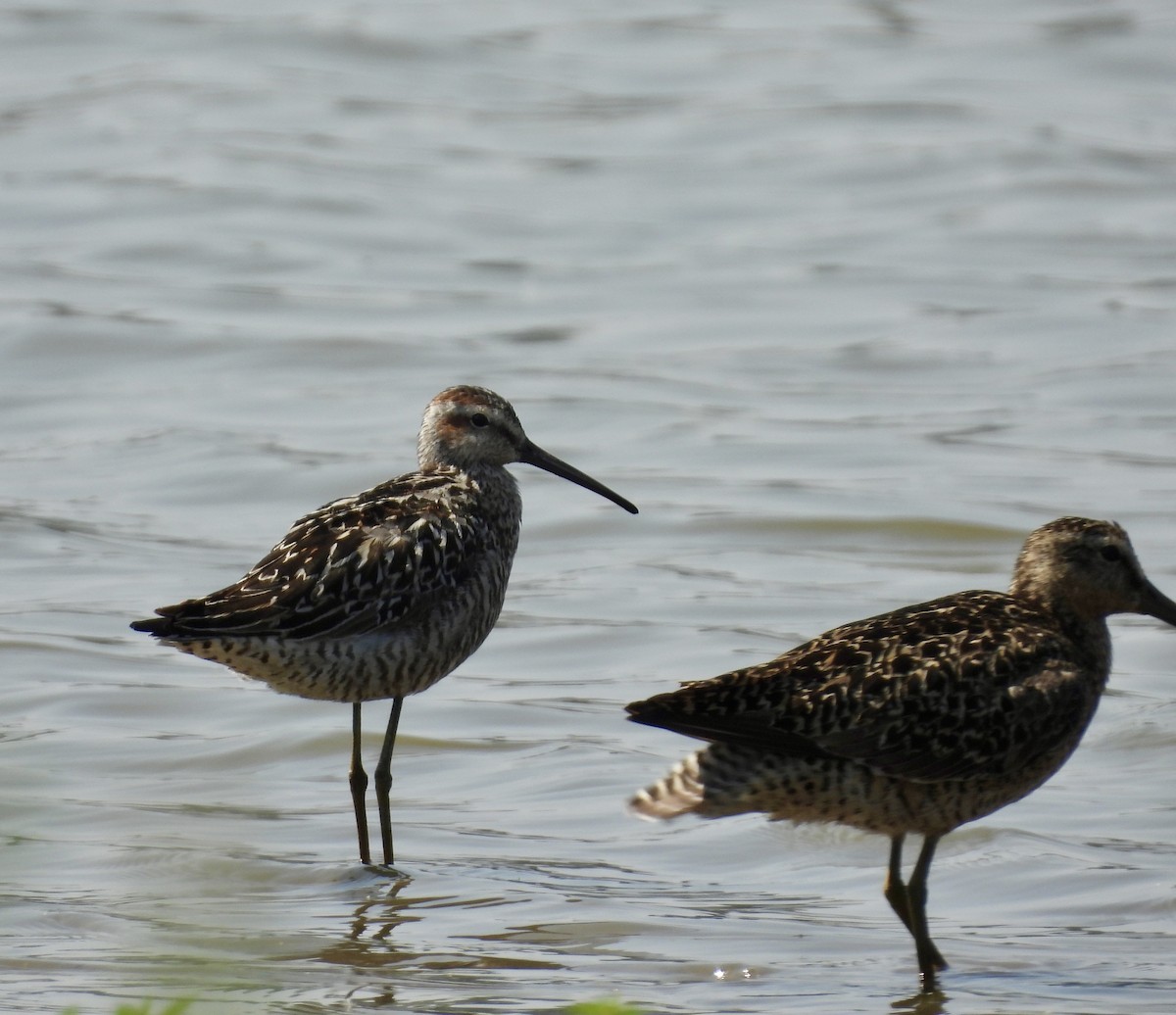 Stilt Sandpiper - ML638955354