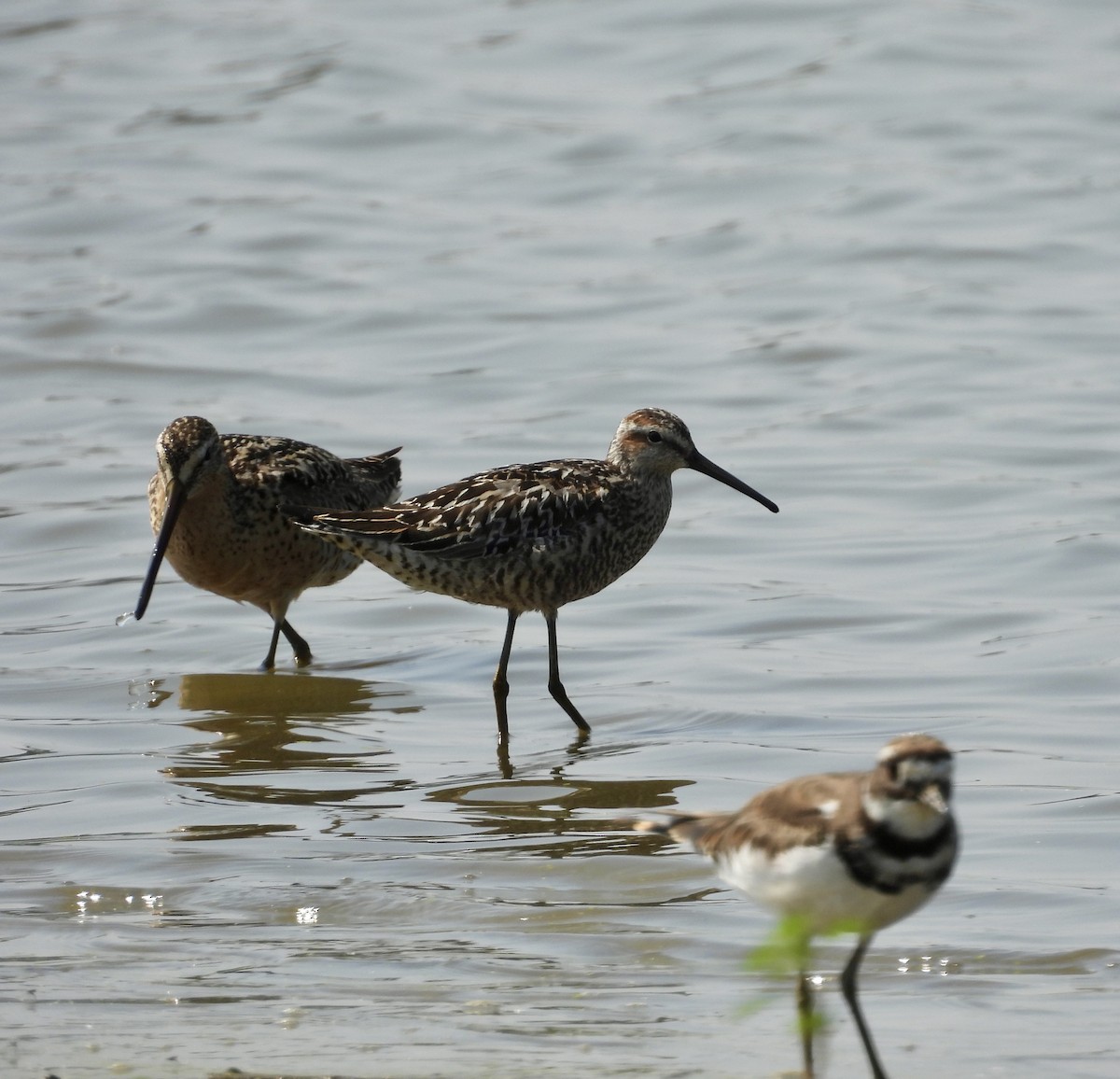 Stilt Sandpiper - ML638955355