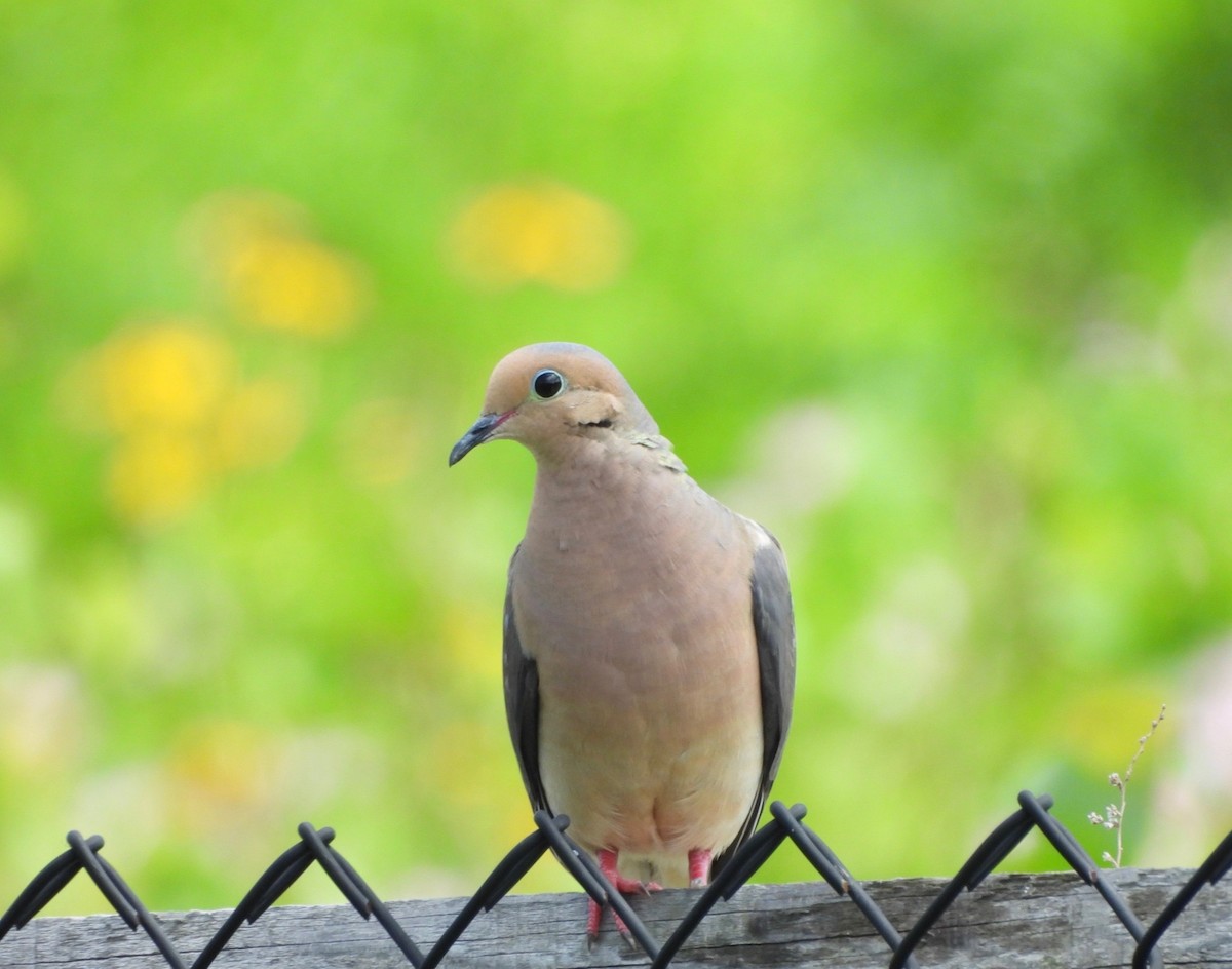 Mourning Dove - ML638955361