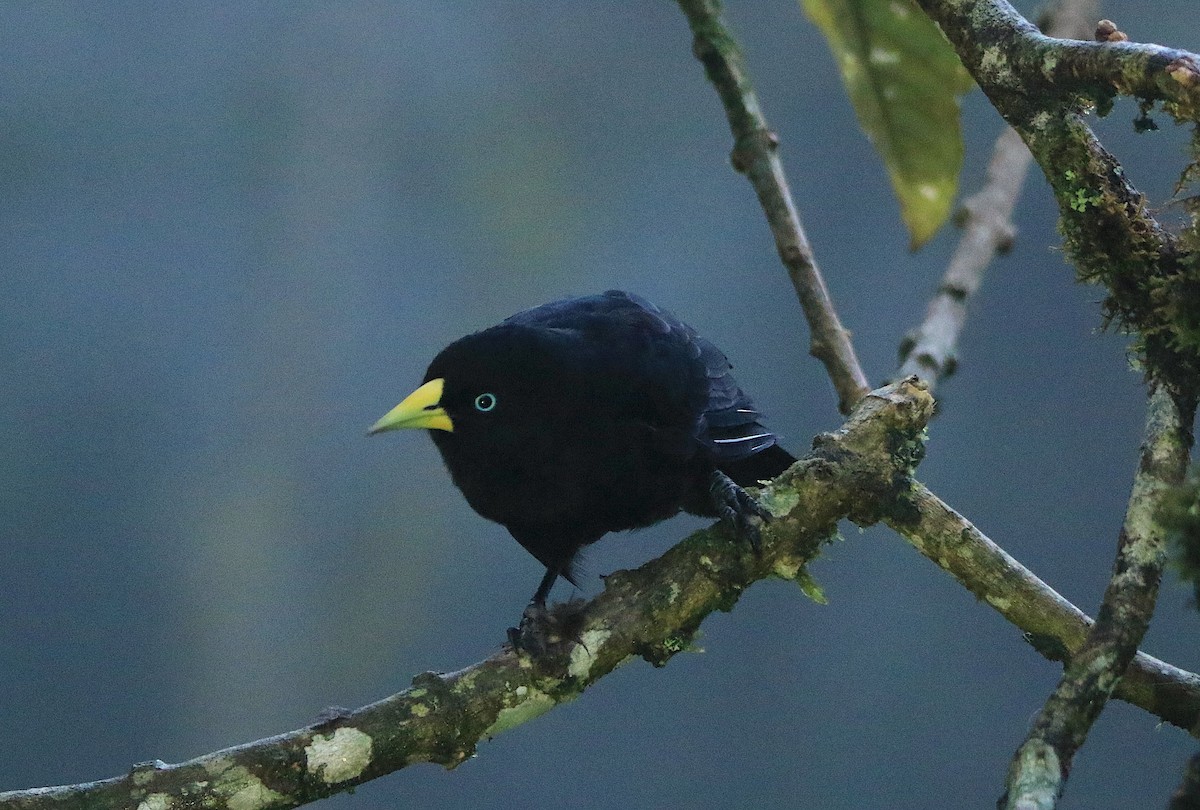 Scarlet-rumped Cacique - ML638955363