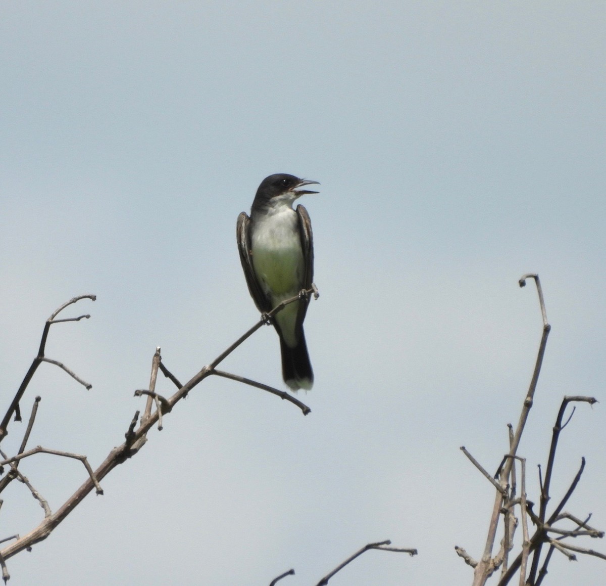 Eastern Kingbird - ML638955369