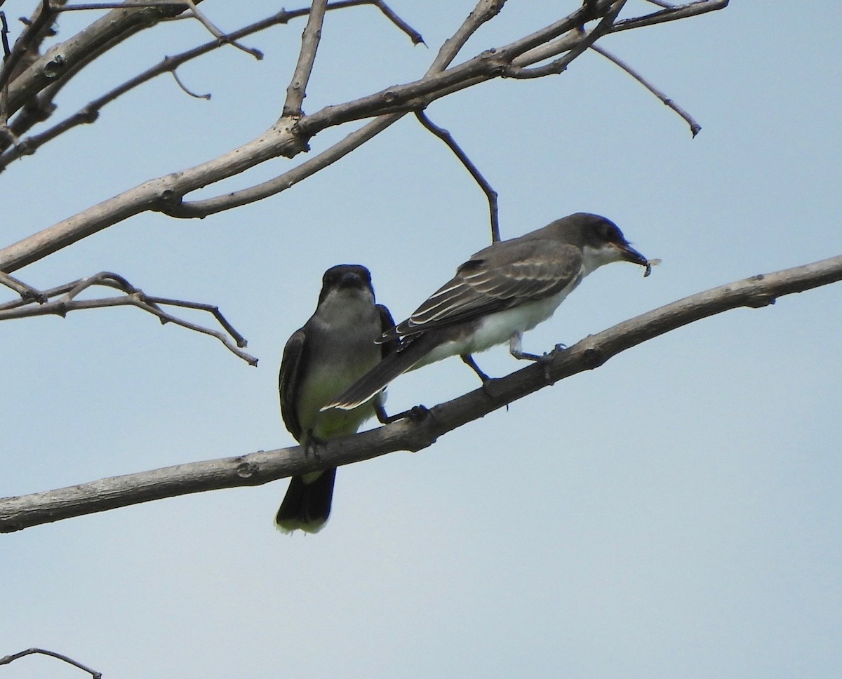 Eastern Kingbird - ML638955370