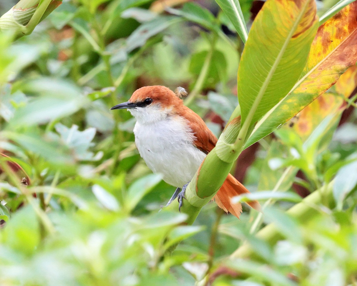 Red-and-white Spinetail - ML638955371