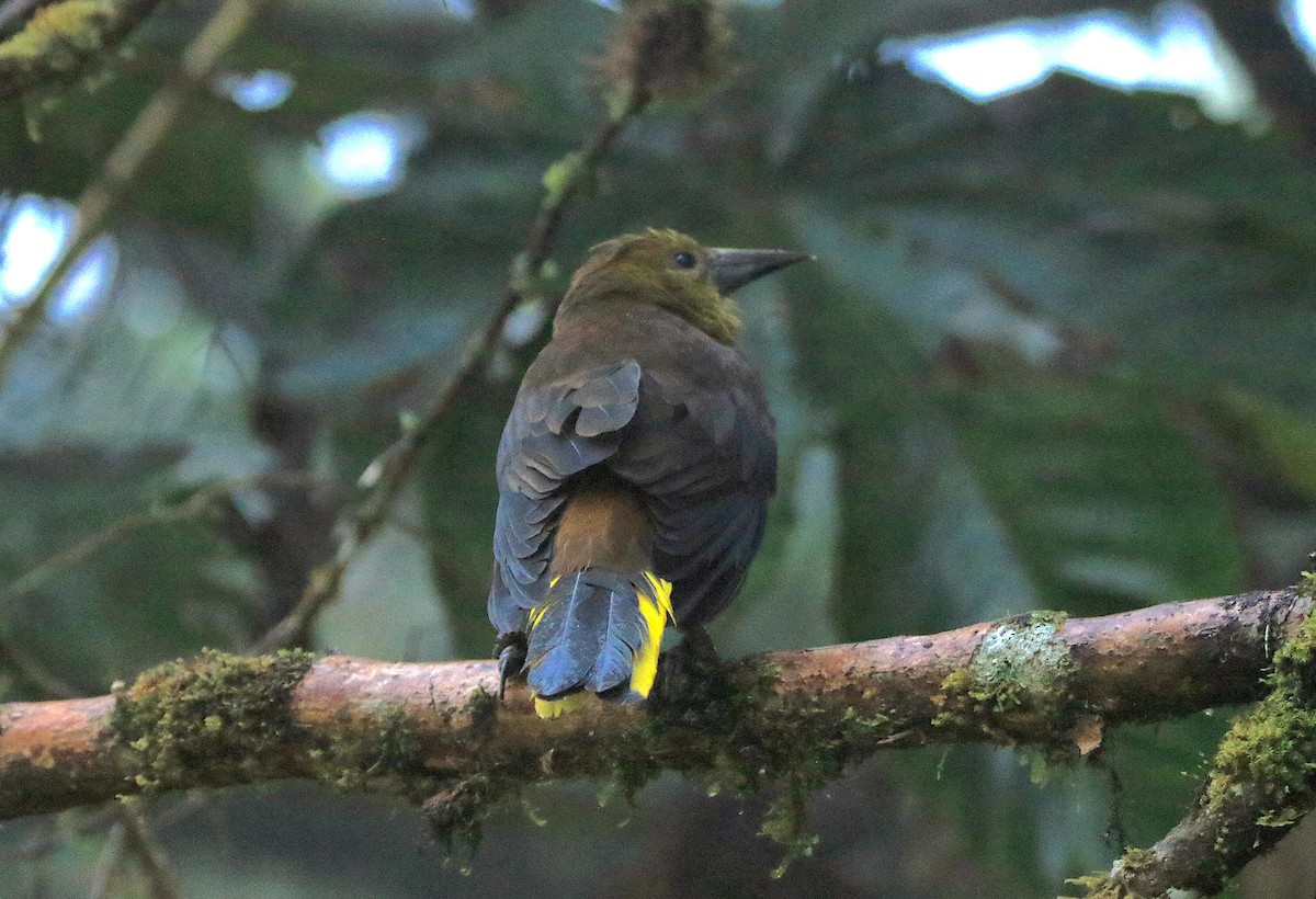 Russet-backed Oropendola - ML638955374