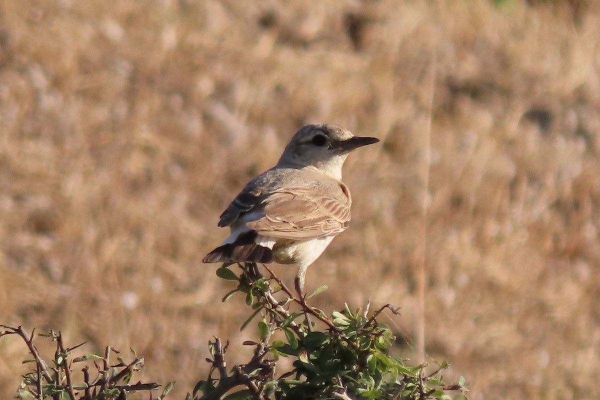 Isabelline Wheatear - ML638955375