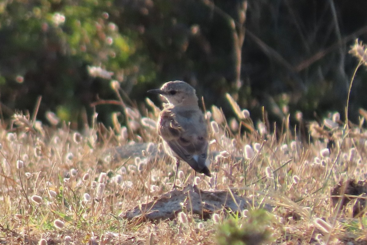 Isabelline Wheatear - ML638955376