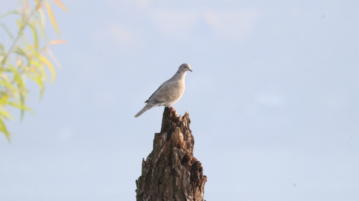 Eurasian Collared-Dove - ML638955377