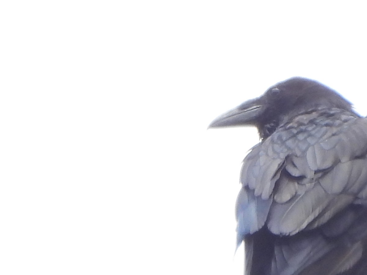 Common Raven - ML638955378