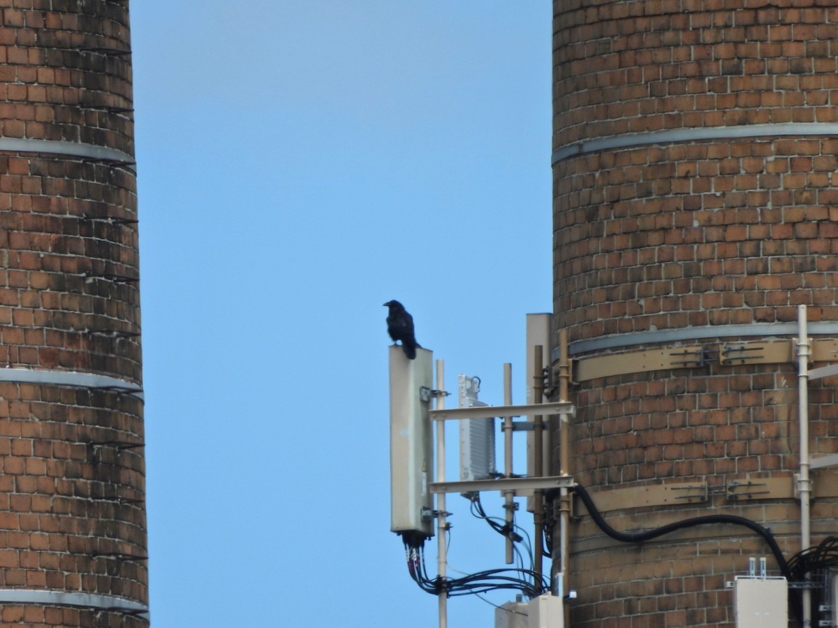 Common Raven - ML638955379